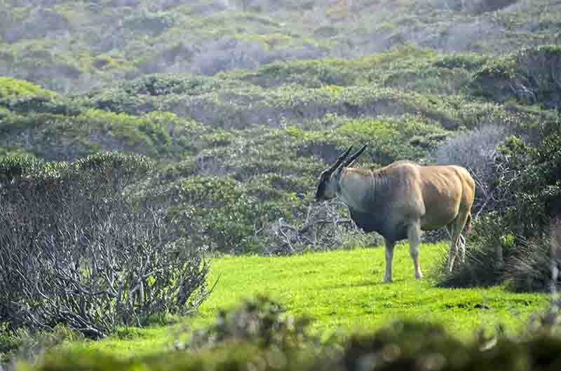 Antílope Eland - parque nacional Table Mountain - Sudáfrica 1.jpg